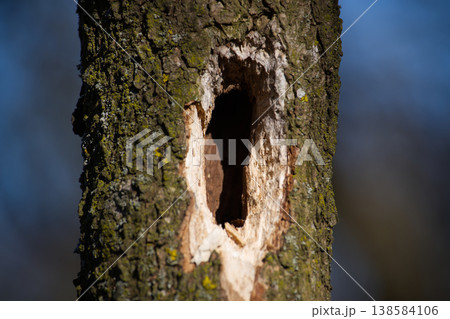 Close-up of a rough tree trunk with a large, freshly made woodpecker hole Close-up of a rough tree trunk with a large, freshly made woodpecker hole 138584106