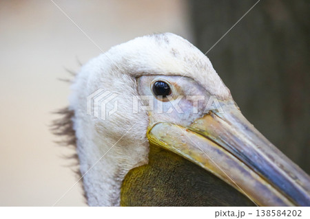 Pelican displays features in close-up view at a nature reserve during the day 138584202