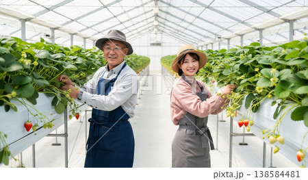 いちご農園のハウスで働く農家の作業風景 138584481