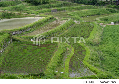 大阪府能勢町長谷で撮影した終わった終わった棚田の 138584769