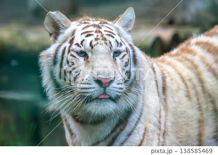 White tiger shows its characteristic stripes and unique features in a natural setting White tiger shows its characteristic stripes and unique features in a natural setting 138585469
