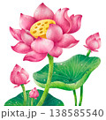 hand-painted watercolor lotus flowers, buds, and leaves in pink. 138585540