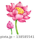 hand-painted watercolor lotus flowers, buds, and leaves in pink. 138585541