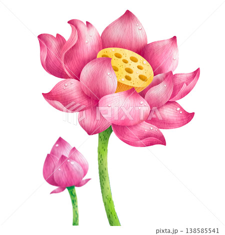 hand-painted watercolor lotus flowers, buds, and leaves in pink. hand-painted watercolor lotus flowers, buds, and leaves in pink. 138585541