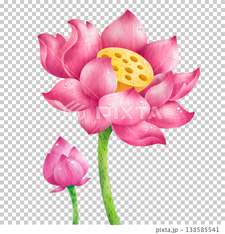 hand-painted watercolor lotus flowers, buds, and leaves in pink. hand-painted watercolor lotus flowers, buds, and leaves in pink. 138585541