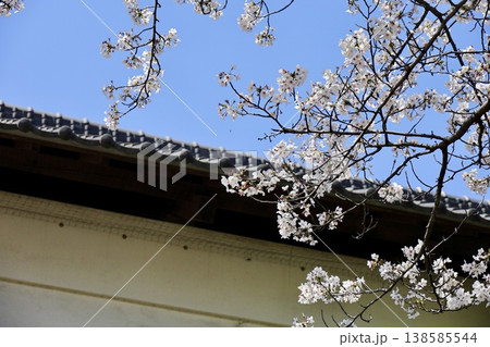 漆喰の壁と青空に映えるピンクの桜 埼玉県難波田城公園 漆喰の壁と青空に映えるピンクの桜 埼玉県難波田城公園 138585544