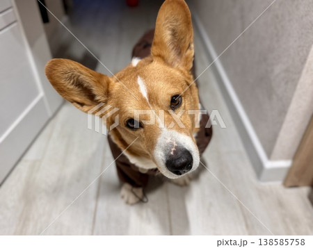 A happy beautiful red-haired Welsh corgi in a jumpsuit is going for a walk 138585758