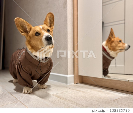 A happy beautiful red-haired Welsh corgi in a jumpsuit is going for a walk 138585759