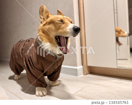 A happy beautiful red-haired Welsh corgi in a jumpsuit is going for a walk A happy beautiful red-haired Welsh corgi in a jumpsuit is going for a walk 138585761