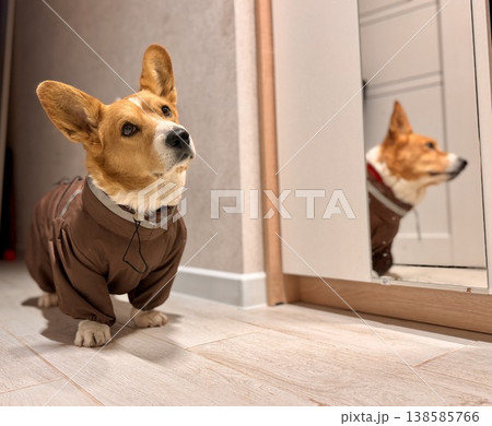 A happy beautiful red-haired Welsh corgi in a jumpsuit is going for a walk A happy beautiful red-haired Welsh corgi in a jumpsuit is going for a walk 138585766