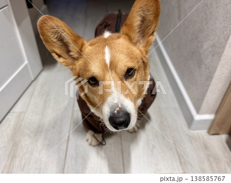 A happy beautiful red-haired Welsh corgi in a jumpsuit is going for a walk A happy beautiful red-haired Welsh corgi in a jumpsuit is going for a walk 138585767