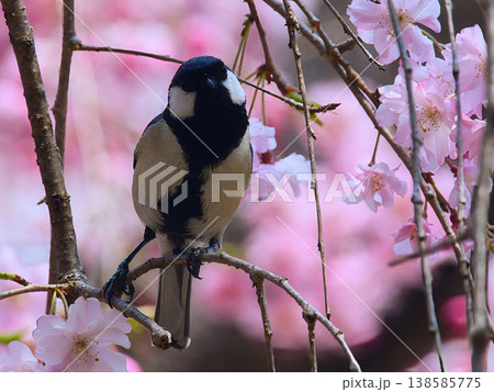 桜の木にとまるシジュウカラ 138585775