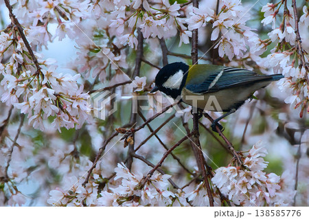 桜の木にとまるシジュウカラ 桜の木にとまるシジュウカラ 138585776