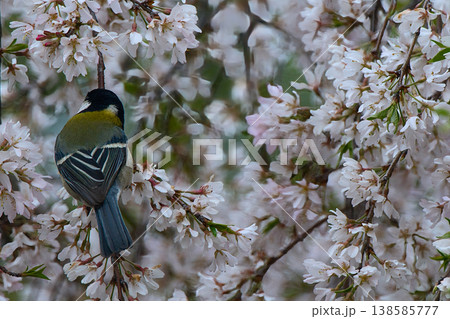 桜の木にとまるシジュウカラ 138585777