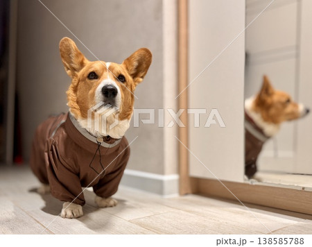 A happy beautiful red-haired Welsh corgi in a jumpsuit is going for a walk A happy beautiful red-haired Welsh corgi in a jumpsuit is going for a walk 138585788