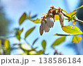 ブルーベリーの花とつぼみ 春の青空背景 138586184