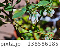 ブルーベリーの花とつぼみ 138586185