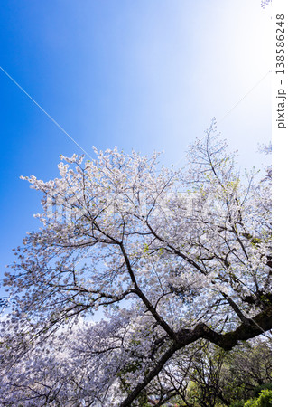 さくら 138586248