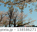 桜の隙間から。 138586271