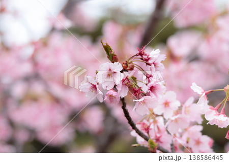 初春の陽光を受けてピンクに輝く河津桜 138586445