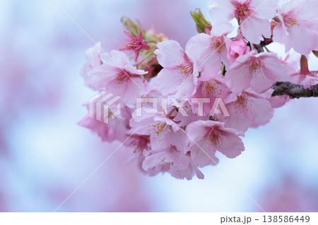 初春の陽光を受けてピンクに輝く河津桜 初春の陽光を受けてピンクに輝く河津桜 138586449