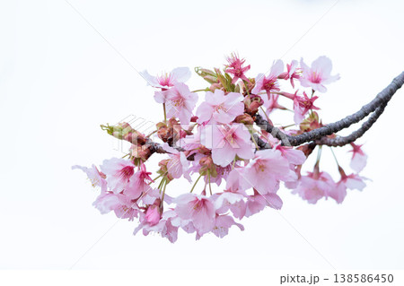 初春の陽光を受けてピンクに輝く河津桜 初春の陽光を受けてピンクに輝く河津桜 138586450