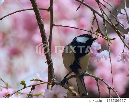 桜の木にとまるシジュウカラ 桜の木にとまるシジュウカラ 138586457