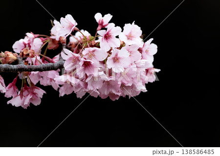 初春の陽光を受けてピンクに輝く河津桜 初春の陽光を受けてピンクに輝く河津桜 138586485
