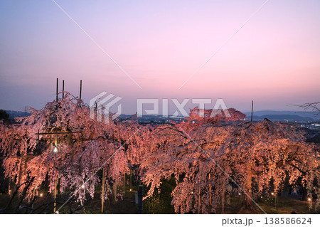 夕暮れに映える枝垂れ桜 138586624