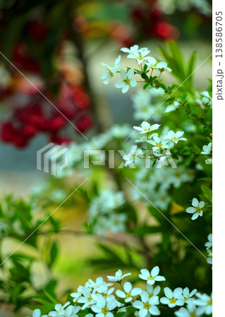 白い可憐なユキヤナギの花 白い可憐なユキヤナギの花 138586705