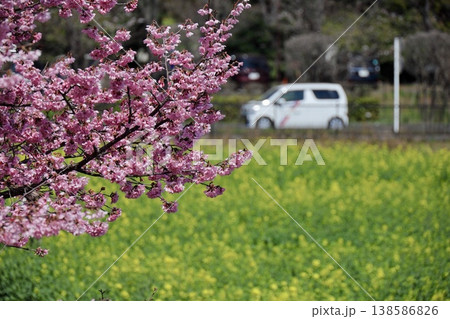 菜の花畑とピンクの桜と白い車 菜の花畑とピンクの桜と白い車 138586826
