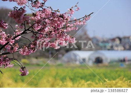 田園に広がる黄色い菜の花畑とピンクの桜 田園に広がる黄色い菜の花畑とピンクの桜 138586827