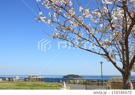 平和中央公園からの風景 桜 平和中央公園からの風景 桜 138586878