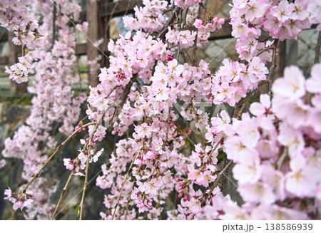 石垣に垂れるように咲き誇る満開の枝垂れ桜 石垣に垂れるように咲き誇る満開の枝垂れ桜 138586939