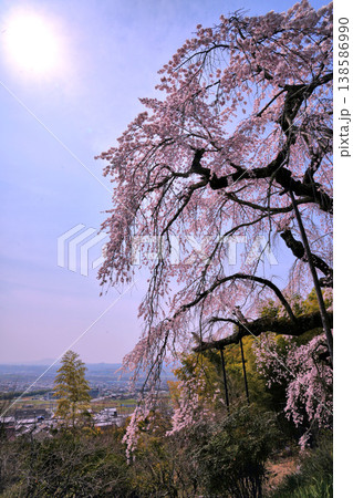 青空に映える地蔵禅院の枝垂れ桜 138586990