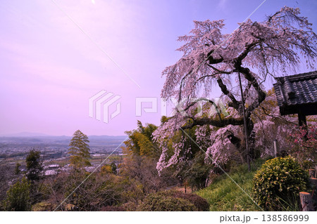 青空に映える地蔵禅院の枝垂れ桜 138586999