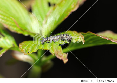 春、新緑の若葉を食べるクワゴマダラヒトリ蛾幼虫（日本昆虫生態マクロ撮影） 138587023