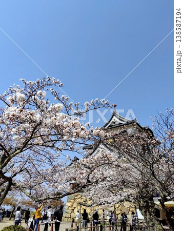 春の青空に映える満開の桜 春の青空に映える満開の桜 138587194