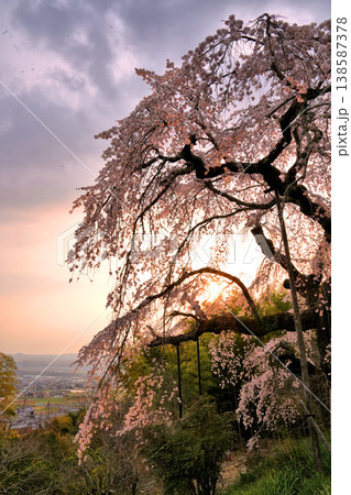 夕日に映える地蔵禅院の枝垂れ桜 138587378