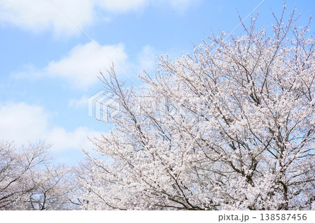 青空に映える満開の桜 青空に映える満開の桜 138587456