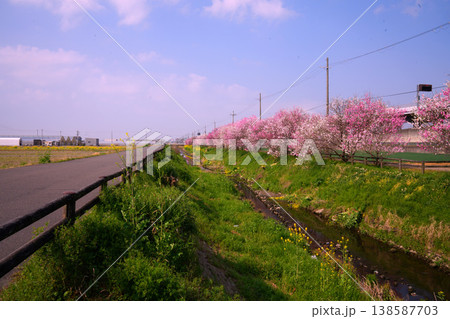 用水路沿いのハナモモの並木道 用水路沿いのハナモモの並木道 138587703