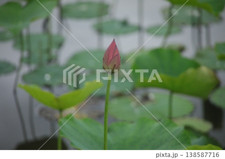 蓮 138587716