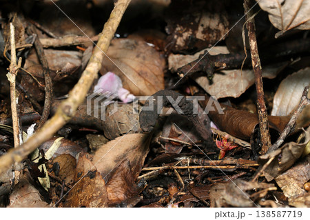 老成マメザヤタケにクロコブタケが寄生したようなイボ状外皮のクロサイワイタケ属茸（キノコ類マクロ撮影） 138587719