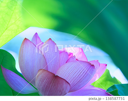 清楚なハスの花 清楚なハスの花 138587731
