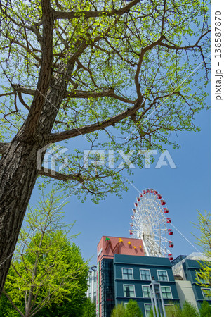 港北ニュータウン・センター北駅前のイチョウの新緑と観覧車 138587870