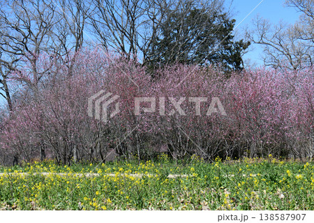 桃の花と菜の花 138587907