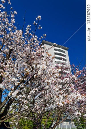 港北ニュータウンのマンションと桜 港北ニュータウンのマンションと桜 138587940