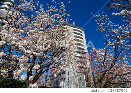港北ニュータウンのマンションと桜 港北ニュータウンのマンションと桜 138587941
