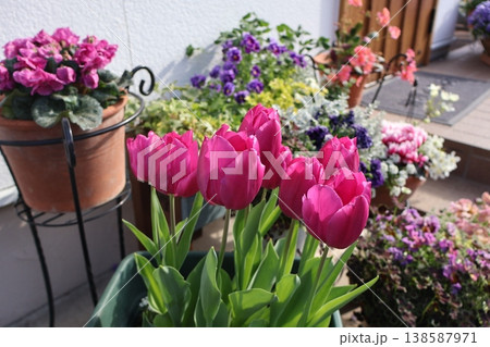 ピンク色チューリップと花の寄せ植え 138587971