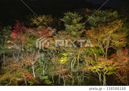 ライトアップされた紅葉 ライトアップされた紅葉 138588188